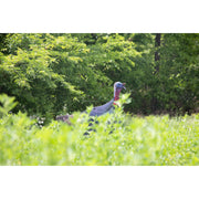 Higdon FLEX Turkey Upright Tom Silhouette