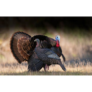 Higdon Hard Body Upright Hen Turkey