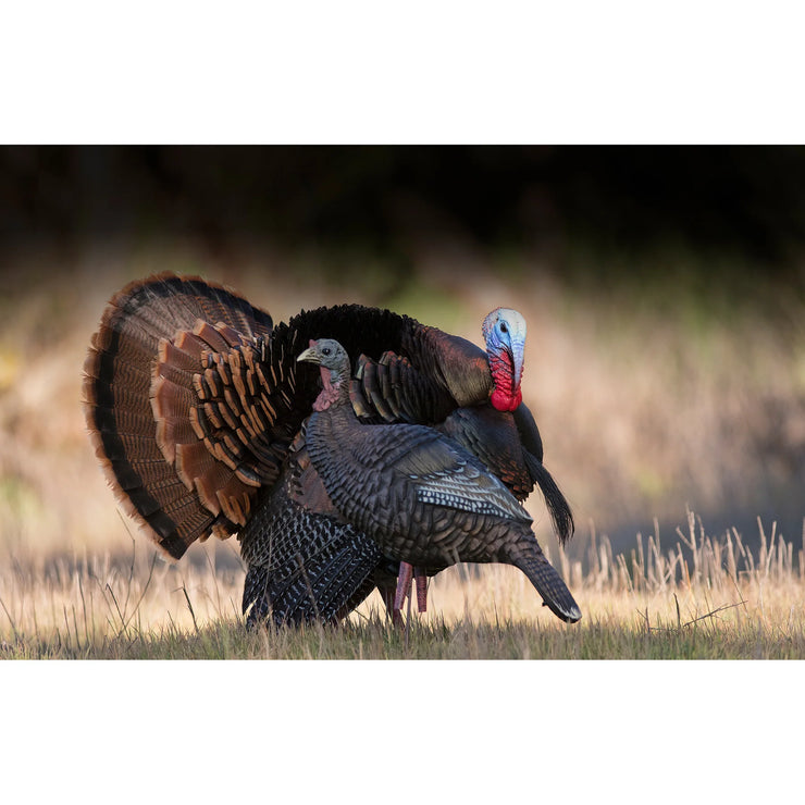 Higdon Hard Body Upright Hen Turkey