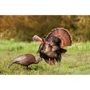 Higdon Hard Body Feeder Hen Turkey