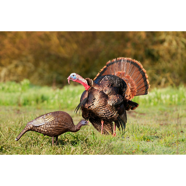 Higdon Hard Body Feeder Hen Turkey