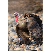 Higdon Hard Body Laydown Hen Turkey