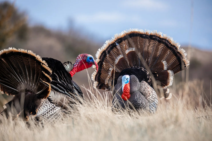 Higdon Apex Strutter Hard Body Turkey