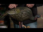 Higdon Apex Strutter Hard Body Turkey